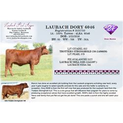LAUBACH DORY 6046