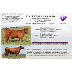 RLC KINGS LASS 168D