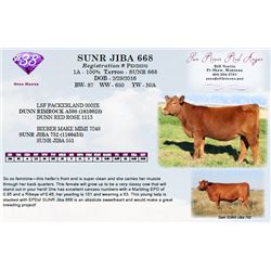 SUNR JIBA 668