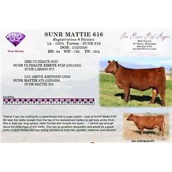 SUNR MATTIE 616