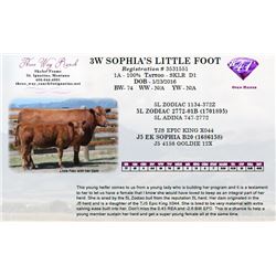3W SOPHIA’S LITTLE FOOT