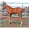 Image 1 : AQHA Pending