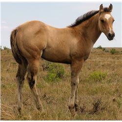 2016 Buckskin Filly