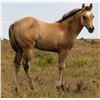 Image 1 : 2016 Buckskin Filly
