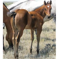 2016 Bay Filly