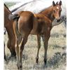 Image 1 : 2016 Bay Filly