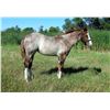 Image 1 : Sparkled Shorthorn (Name Pending)