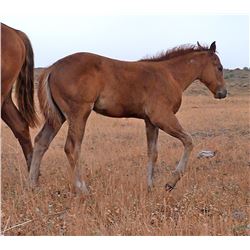 AQHA Pending