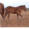 Image 1 : AQHA Pending