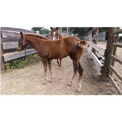 RoyalBluesJewelOlena