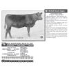 Image 1 : BTR KINOCHTRY BEAUTY 639