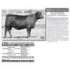 Image 1 : ICC LADY PAYWEIGHT 428-6302