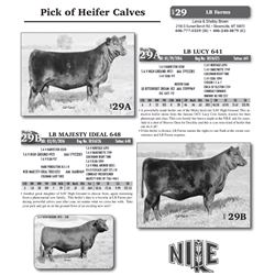 Pick of Heifer Calves