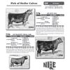 Image 1 : Pick of Heifer Calves