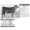 Image 1 : TF LUCY D02