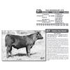 Image 1 : TLR HINDSIGHT 676