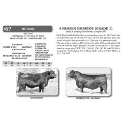 4 FROZEN EMBRYOS (GRADE 1)