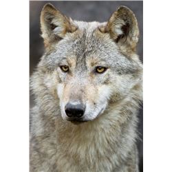 7 DAY WOLF HUNT & TRAPLINE EXCURSION IN THE THOMPSON