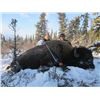 Image 1 : 7 DAY BISON HUNT IN NORTHERN BC