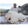 Image 3 : MOUNTAIN GOAT HUNT IN THE SKEENA