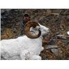 Image 4 : 10 DAY 1 ON 1 YUKON DALL SHEEP HUNT