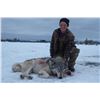 Image 6 : 10-DAY WOLF HUNT IN THE CHILCOTIN