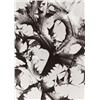 Image 1 : ALBERT RENGER-PATZSCH (German, 1897-1966) PLANT STUDY various inscriptions in pencil on verso gel...