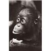 Image 1 : ALBERT RENGER-PATZSCH (German, 1897-1966) JUNGER ORANGUTAN titled with other inscriptions in penc...