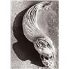 Image 1 : LUCIEN CLERGUE (French, b. 1934) MERS, PLAGES, SOURCES ET TORRENTS, ARBRES signed “Lucien Clergue...