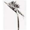 Image 1 : JOAN FONTCUBERTA (Spanish, b. 1955) HERBARIUM each print signed, dated and titled in pencil on ve...