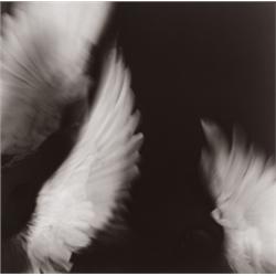YUKI ONODERA (Japanese, b. 1962) OISEAU (NOS. 5, 6 & 12) each signed, titled, dated and editioned...