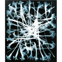 KUNI… SUGIURA (Japanese, b. 1942) STACKS IRISES B6 (NEGATIVE AND POSITIVE) 2 toned gelatin silver...