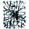 Image 2 : KUNI… SUGIURA (Japanese, b. 1942) STACKS IRISES B6 (NEGATIVE AND POSITIVE) 2 toned gelatin silver...