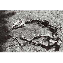 MANUEL ALVAREZ BRAVO (Mexican, 1902-2002) MEXICO signed and titled in black ink on verso gelatin ...