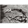 Image 1 : MANUEL ALVAREZ BRAVO (Mexican, 1902-2002) MEXICO signed and titled in black ink on verso gelatin ...