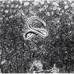 MINOR WHITE (American, 1908-1976) DEAD SNAKE, LOBOS STATE PARK, CALIFORNIA titled, dated and sign...
