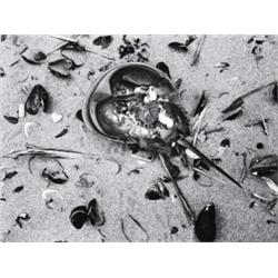 BRETT WESTON (American, 1911-1993) DEAD HORSESHOE CRAB signed and dated “Brett Weston 1945” in pe...