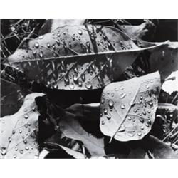 CHARLES PRATT (American, 1926-1976) THREE PHOTOGRAPHS 2 are signed in pencil below image on mount...