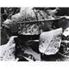 Image 1 : CHARLES PRATT (American, 1926-1976) THREE PHOTOGRAPHS 2 are signed in pencil below image on mount...