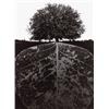 Image 1 : JERRY UELSMANN (American, b. 1934) four IMAGES FROM ‘JERRY UELSMANN’ PORTFOLIO (1972) APOCALYPSE ...
