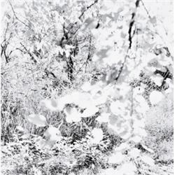 RAY METZKER (American, b. 1931) FIVE PHOTOGRAPHS each signed and editioned with various notations...