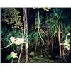 Image 1 : RICHARD MISRACH (American, b. 1949) THREE IMAGES FROM ‘HAWAII’ PORTFOLIO (1980) ROMAN FORUM, ITAL...