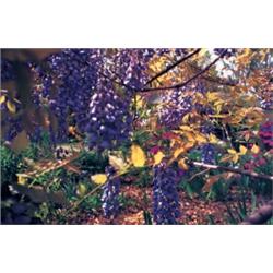 HUGER FOOTE (American, b. 1961) THREE PHOTOGRAPHS each editioned and signed in ink on verso each ...