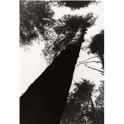 ALEXANDR RODCHENKO (Russian, 1891-1956) PINE TREES IN PUSCHKINO inscribed “A. M. R.” in pencil on...
