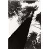 Image 1 : ALEXANDR RODCHENKO (Russian, 1891-1956) PINE TREES IN PUSCHKINO inscribed “A. M. R.” in pencil on...