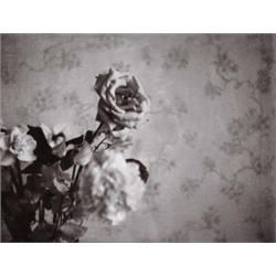 ROBERT MAPPLETHORPE (American, 1946-1989) ROSE gelatin silver Polaroid print image: 27?8 x 33?4 i...