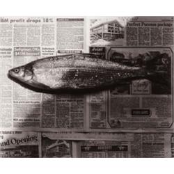 ROBERT MAPPLETHORPE (American, 1946-1989) FISH editioned, signed and dated “3/3 Robert Mapplethor...