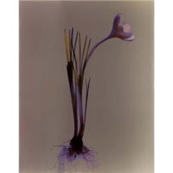 ADAM FUSS (British, b. 1961) UNTITLED signed and dated in multicolored pencil on verso unique Cib...