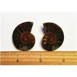 AMMONITE FOSSIL SPECIMENS