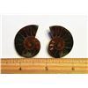 Image 1 : AMMONITE FOSSIL SPECIMENS